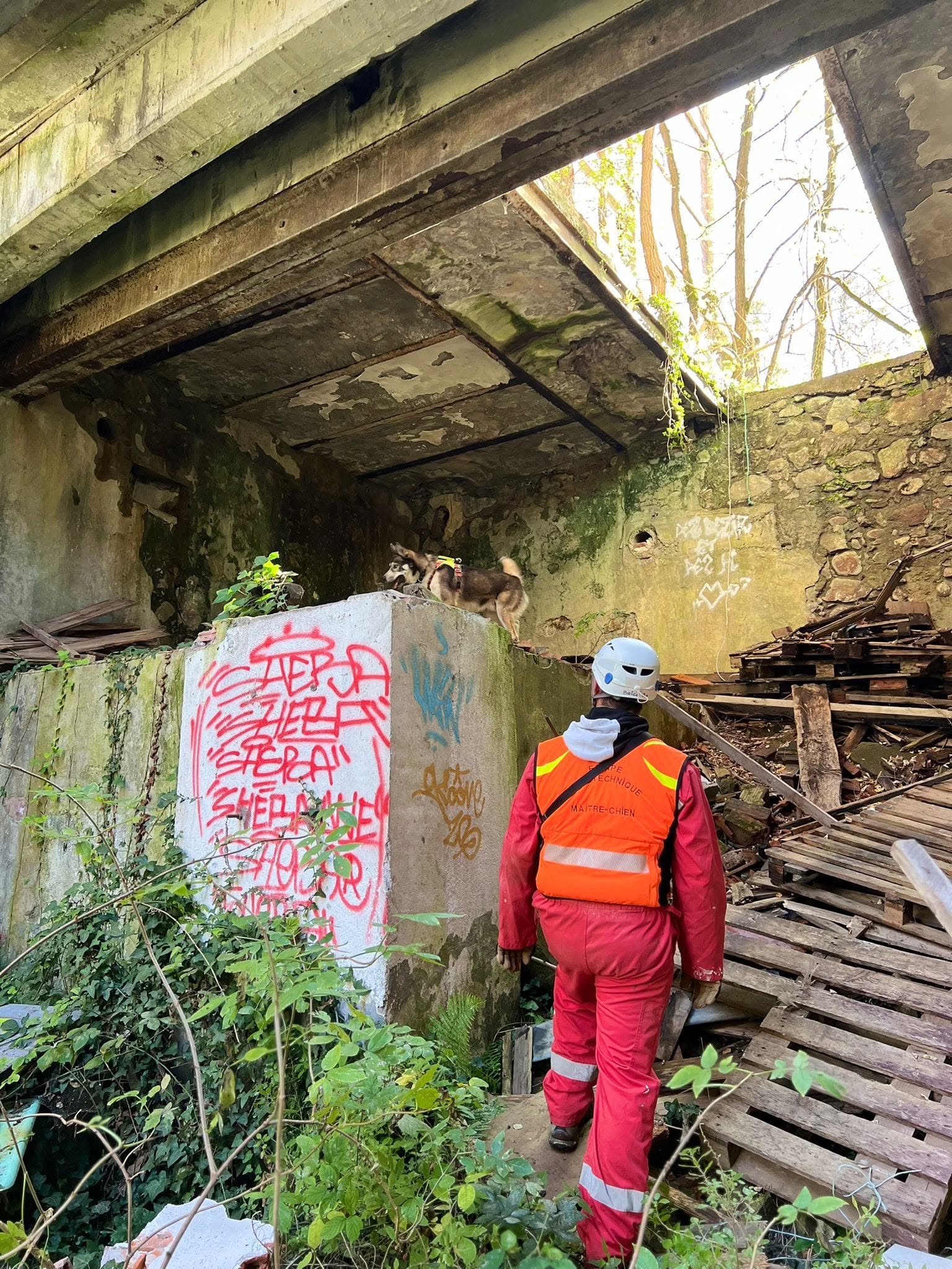 Névé pendant un entraînement de recherche bâtimentaire